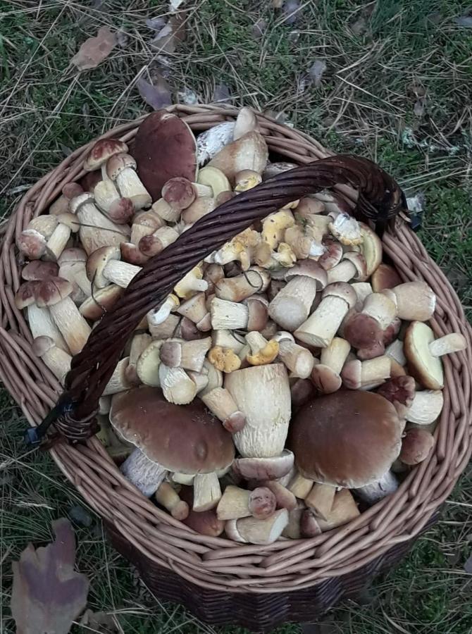 Agroturystyka Gawryś apartament Sasino Zewnętrze zdjęcie